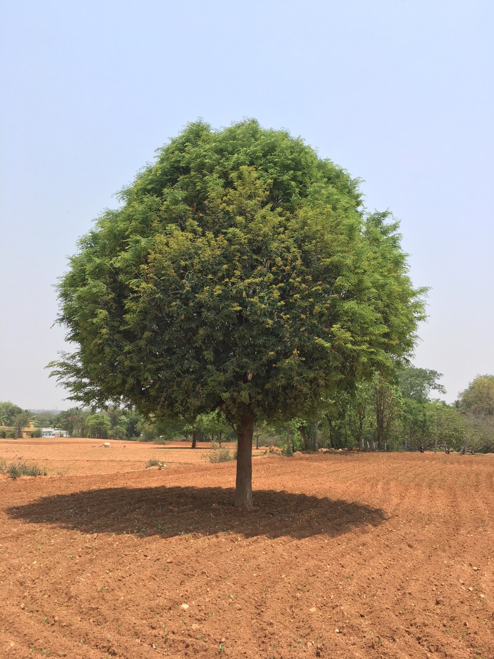 The Lone tree